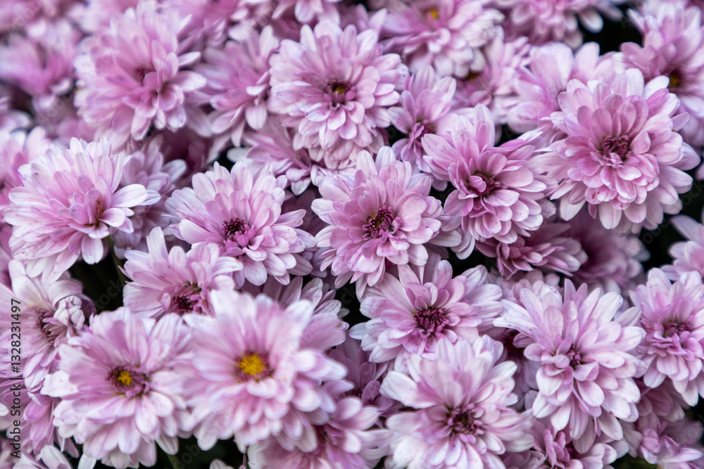 Red chrysanthemum flowers close up Red chrysanthemum flowers close up