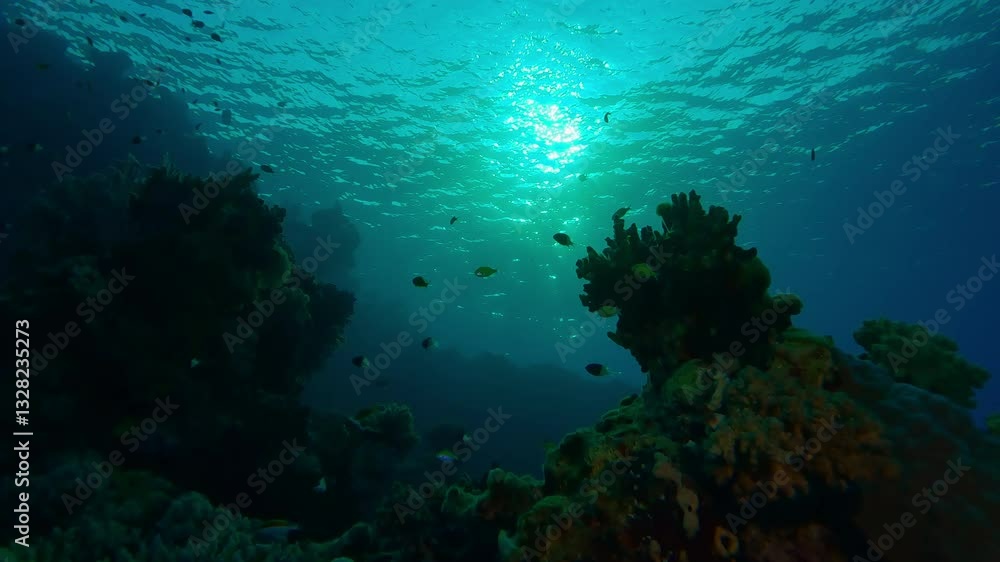 Bottom view of coral reef and tropical fish in contre-jour at dawn, Slow motion, Silhouettes coral reef and tropical fish above it in backlit at sunrise, Marine life on coral reef in morning sun light Bottom view of coral reef and tropical fish in contre-jour at dawn, Slow motion, Silhouettes coral reef and tropical fish above it in backlit at sunrise, Marine life on coral reef in morning sun light