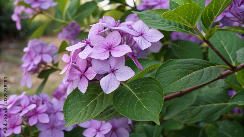 Purple flower petals and leaves in a vibrant and natural composition, purple, flower, petals, leaves, vibrant, natural
Purple flower petals and leaves in a vibrant and natural composition, purple, flower, petals, leaves, vibrant, natural
