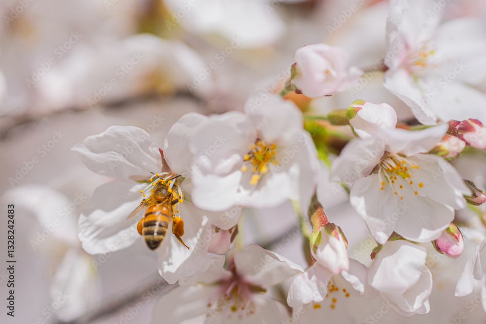 Spring cherry blossom with blue sky background. White cherry flowers on spring time. Close up photo of white blossoming cherry tree branch. White flowers of the cherry blossoms on a spring day. Spring cherry blossom with blue sky background. White cherry flowers on spring time. Close up photo of white blossoming cherry tree branch. White flowers of the cherry blossoms on a spring day.