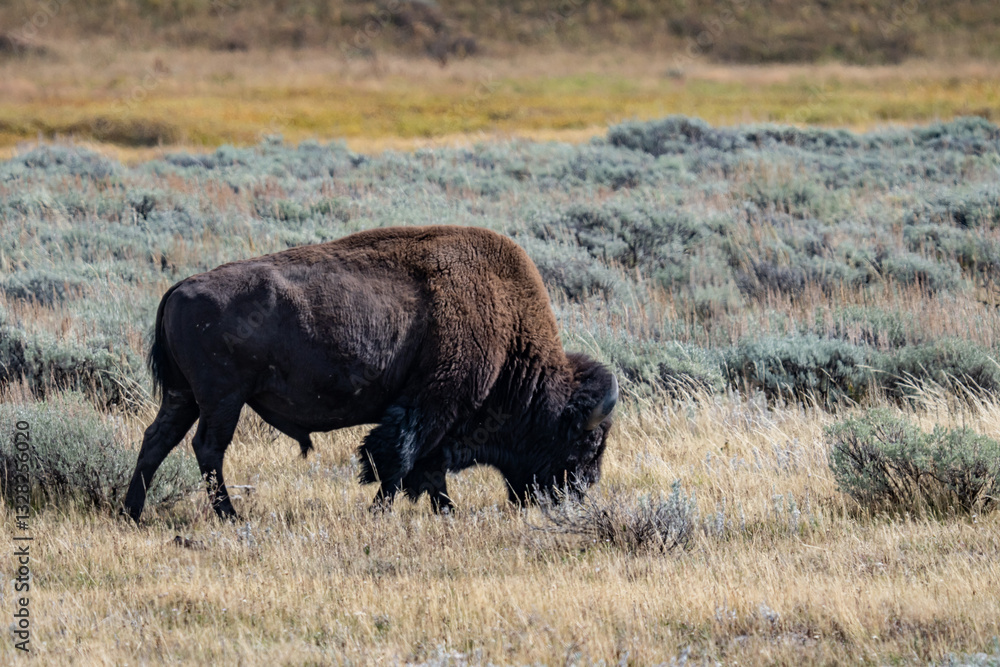 The American bison (Bison bison; pl.: bison), commonly known as the American buffalo, or simply buffalo, Mary Bay / E Entrance Rd, Yellowstone National Park in Wyoming The American bison (Bison bison; pl.: bison), commonly known as the American buffalo, or simply buffalo, Mary Bay / E Entrance Rd, Yellowstone National Park in Wyoming