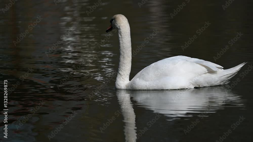 Graceful white swan floating on dark water with reflection Graceful white swan floating on dark water with reflection