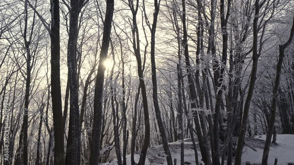 A snowy forest with bare trees illuminated by the soft light of the winter sun A snowy forest with bare trees illuminated by the soft light of the winter sun