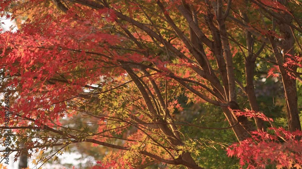 西陽に照らされた紅葉