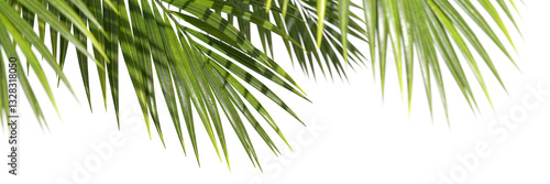 Palm leafs weekend summertime environmental foreground on transparent backgrounds 3d illustrations png