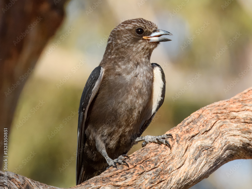 Dusky Woodswallow (Artamus cyanopterus) in Australia Dusky Woodswallow (Artamus cyanopterus) in Australia
