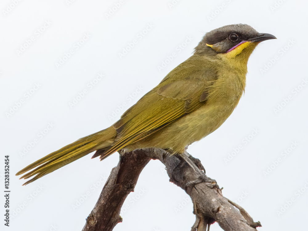 Purple-gaped Honeyeater (Lichenostomus cratitius) in Australia
