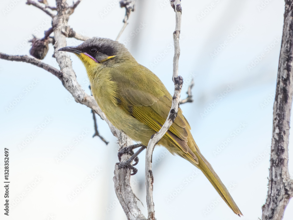 Purple-gaped Honeyeater (Lichenostomus cratitius) in Australia