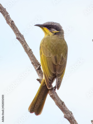 Purple-gaped Honeyeater (Lichenostomus cratitius) in Australia