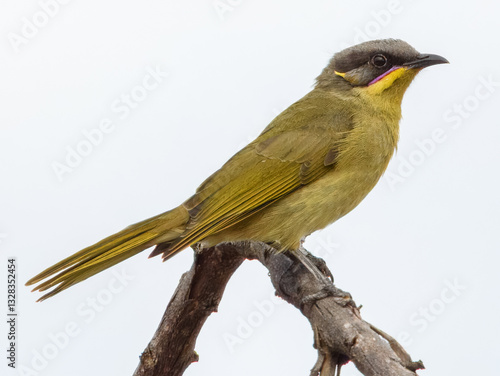Purple-gaped Honeyeater (Lichenostomus cratitius) in Australia