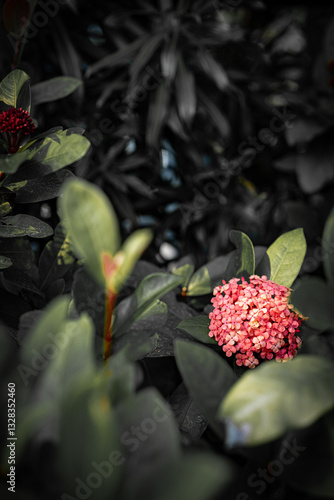 red berries on a tree