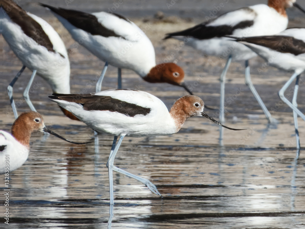 Red-necked Avocet Feeding in Western Australia