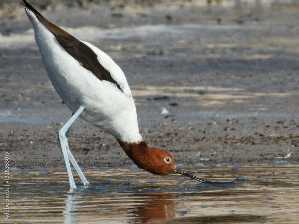 Red-necked Avocet Feeding in Western Australia