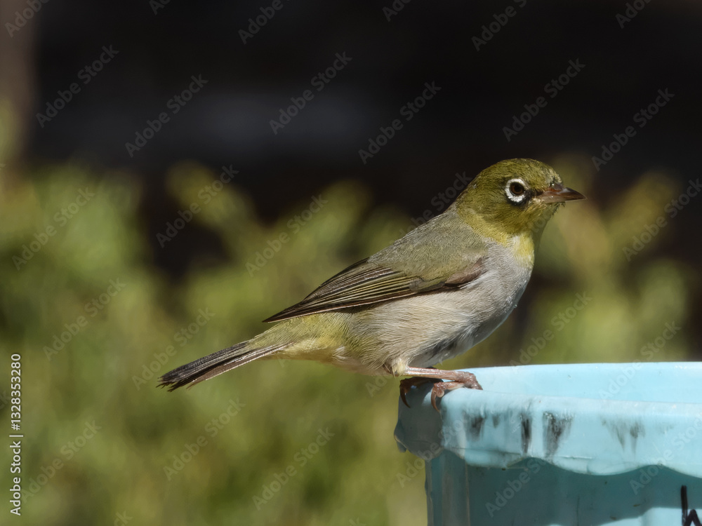 Silvereye Bird in Western Australia