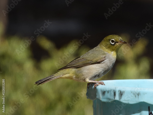 Obraz na płótnie Silvereye Bird in Western Australia w salonie