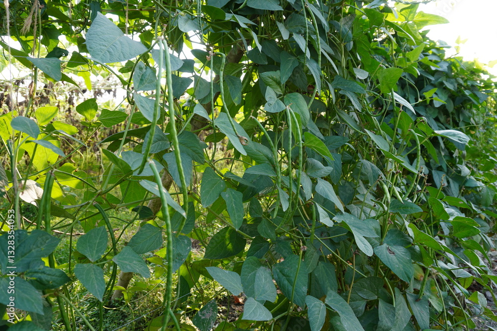 Fototapeta premium Close-up of the yardlong beans on the plant