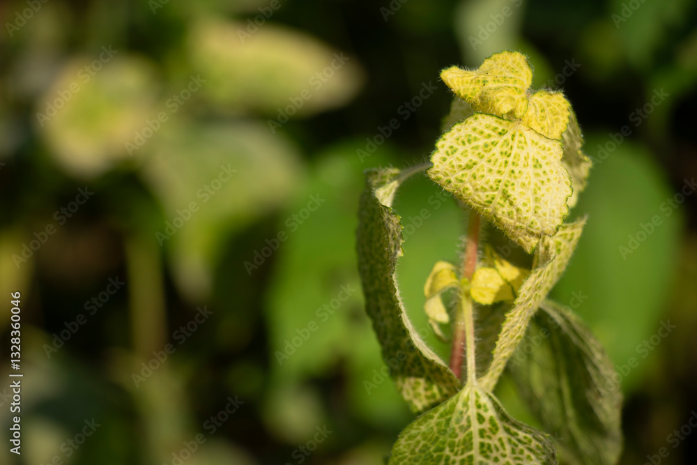 Tropical Whiteweed. Flowers Small, fluffy, white to pale purple, in cluster Tropical Whiteweed. Flowers Small, fluffy, white to pale purple, in cluster