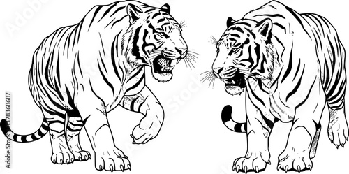 Set of big tigers. Collection of portraits of predatory wild cats. Set of wildlife and fauna dwellers. Vector illustration on a white background. Tattoo