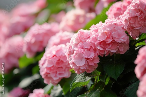 Lush pink hydrangeas in full bloom, sunlight illuminating delicate petals