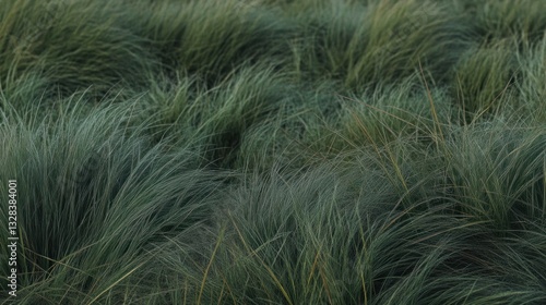 Close up view depicts lush green wild field grass