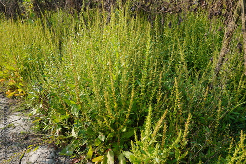 A close-up of Epazote, also known as Dysphania ambrosioides, a leafy herb, the plants are full with seed heads 