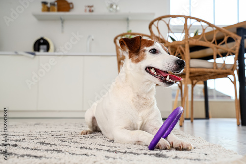Cute Jack Russell terrier w...