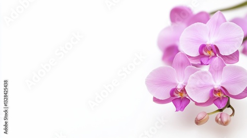 Wallpaper Mural Pink orchid flowers bloom, vibrant blossoms against white background Torontodigital.ca