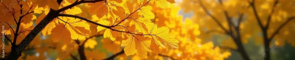 Ginkgo's vibrant yellow canopy, serene autumn scene , garden, ginkgo, image Ginkgo's vibrant yellow canopy, serene autumn scene , garden, ginkgo, image
