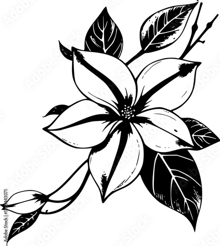 Beautiful monochrome jasmine flower sketch illustration black and white floral design hand drawn elegant simple nature inspired artistic decoration bloom petals minimalist style