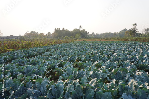The field of cauliflower convert into a dense green vegetation 