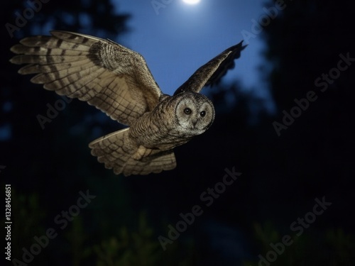 Owls in the wild