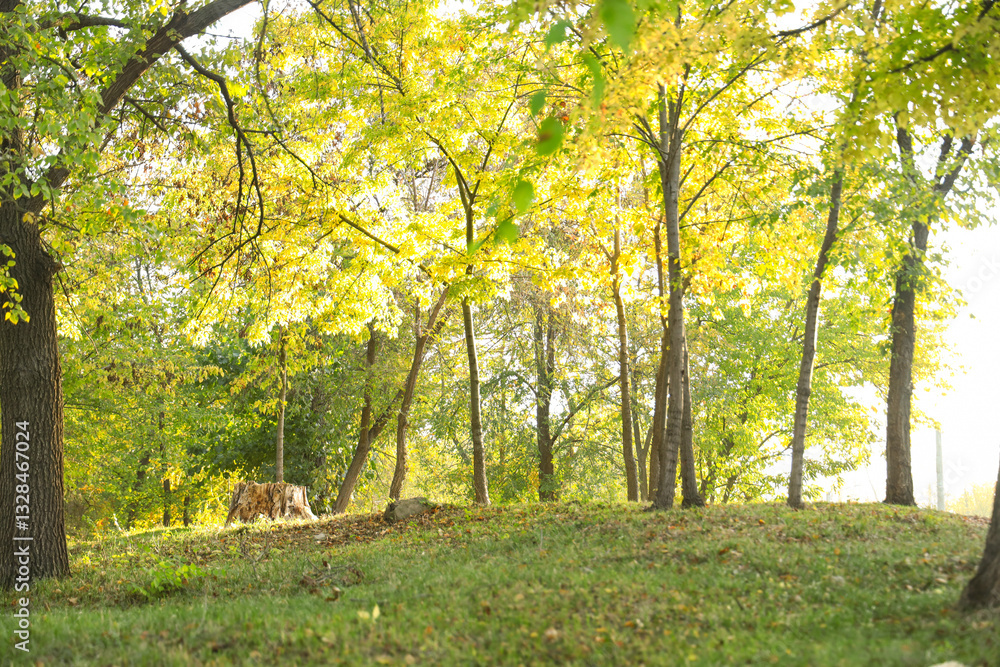 Beautiful autumn park with trees on sunny day Beautiful autumn park with trees on sunny day