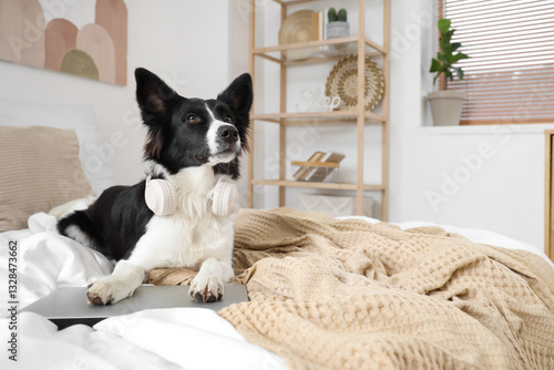 Cute Border Collie dog with...