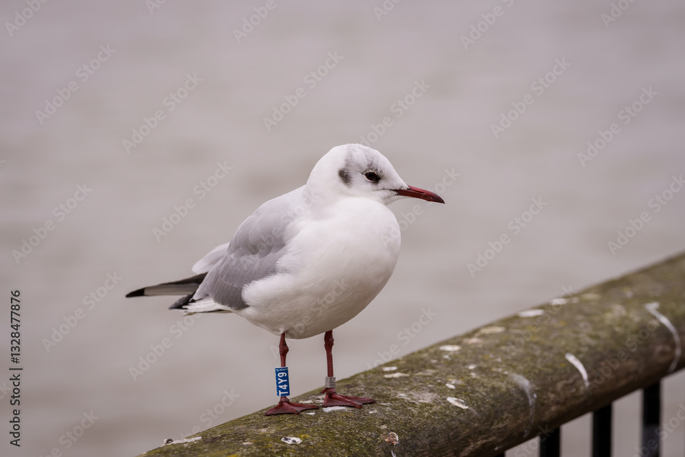 Black-headed Gull bird, Chroicocephalus ridibundus with ring. Black-headed Gull bird, Chroicocephalus ridibundus with ring.