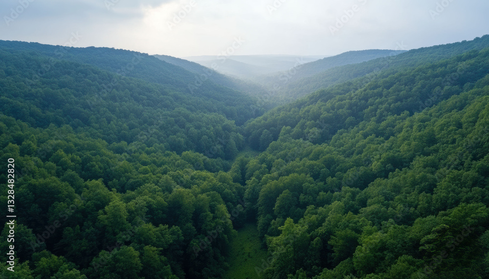 Bird's eye view of a lush forest ecosystem under sunlight in nature's embrace capturing tranquility and biodiversity Bird's eye view of a lush forest ecosystem under sunlight in nature's embrace capturing tranquility and biodiversity
