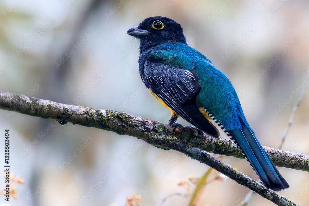 Gartered trogon (Trogon caligatus, also known as the northern violaceous trogon), male. Cartago Province, Turrialba, Costa Rica. Selective focus on bird's eye