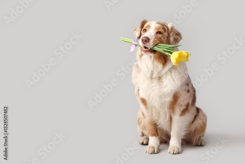 Fototapeta Naklejka Na Ścianę i Meble -  Cute Australian Shepherd dog with beautiful tulip flowers on grey background