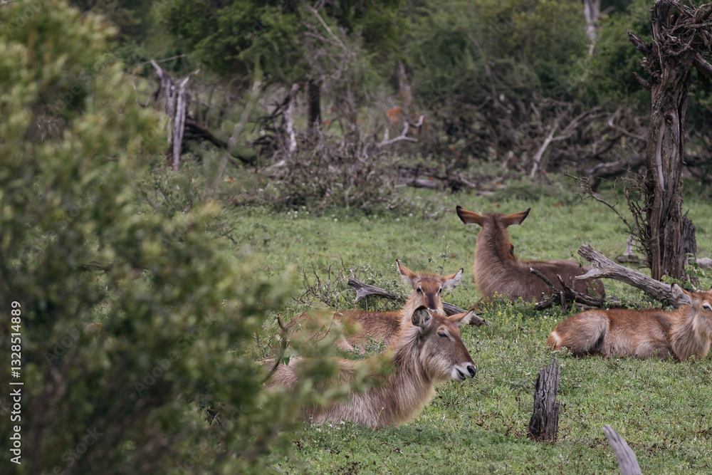 Obraz premium Waterbuck females resting lying in the green grass in african savanna. Kruger National park, South Africa