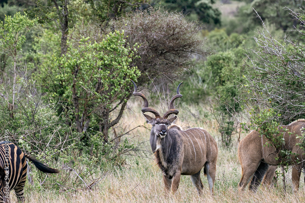 Male Greater Kudu in african savanna, Kruger National Park, South Africa Male Greater Kudu in african savanna, Kruger National Park, South Africa