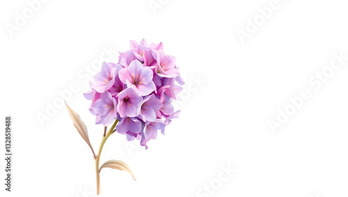Elegant Pink and Purple Flower Bouquet Photography on White Background - Springtime Nature Floral Decoration