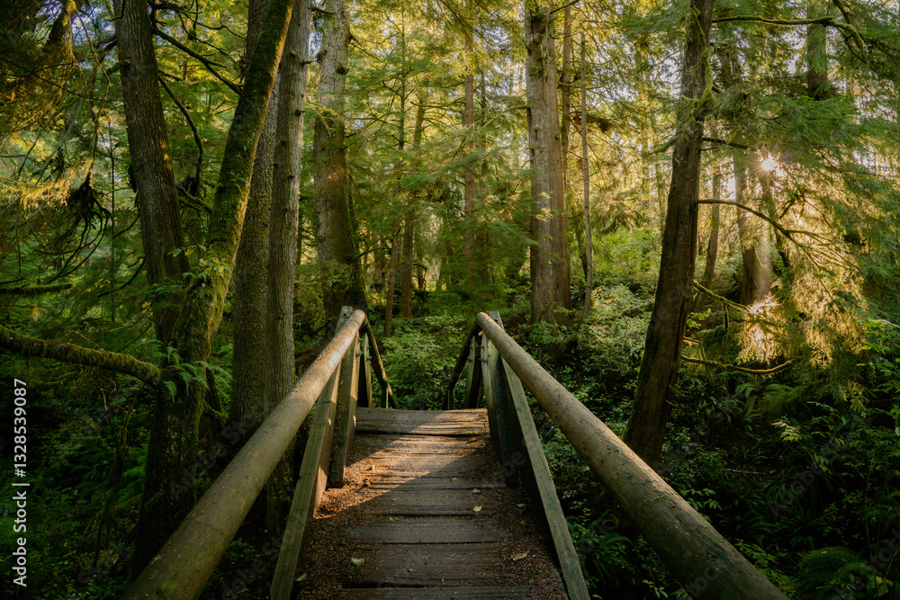 Gold morning light on wooden bridge in Pacific Northwest forest Forest Gold morning light on wooden bridge in Pacific Northwest forest Forest