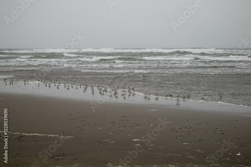 Photography Sanderlings shorebirds along coastline during storm, Ocean Beach.