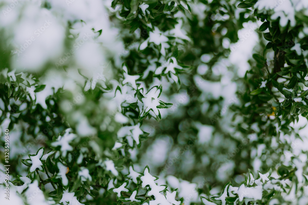 Green foliage covered with fresh snow in a winter landscape Green foliage covered with fresh snow in a winter landscape