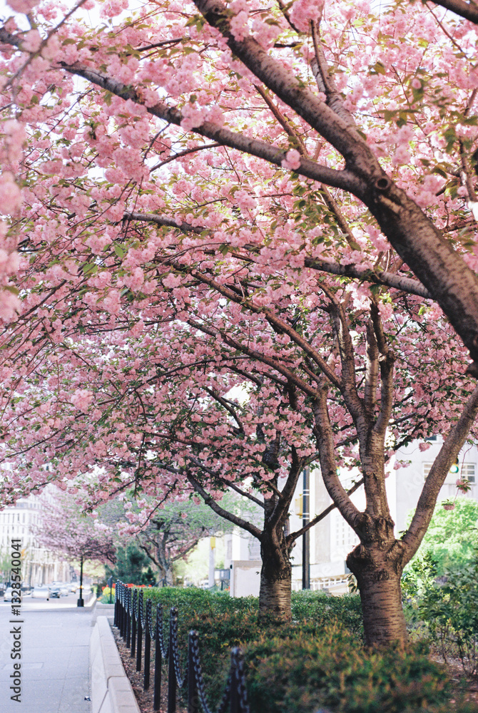 Cherry blossom trees arch over a quiet city sidewalk in springti Cherry blossom trees arch over a quiet city sidewalk in springti