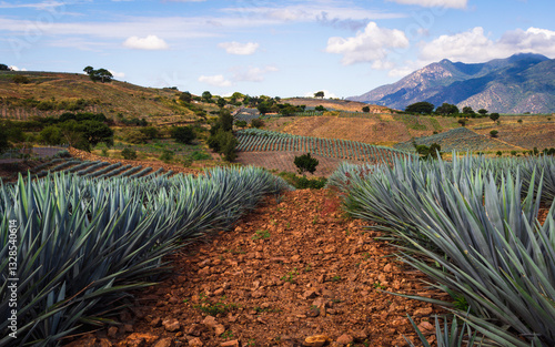 Canvas Print Beautiful Mexican landscape with a vanishing point in the agave fields of Tequil