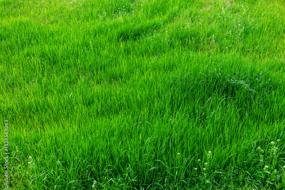 青々した草原 Lush grassland 青々した草原 Lush grassland