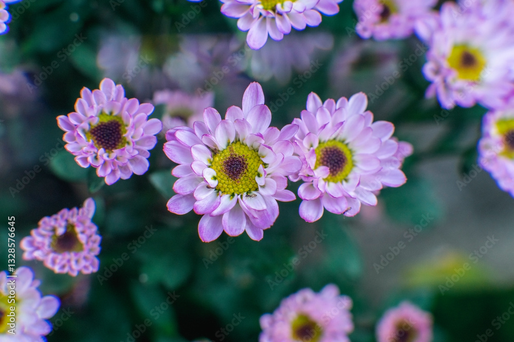 Fototapeta premium flowers in the garden