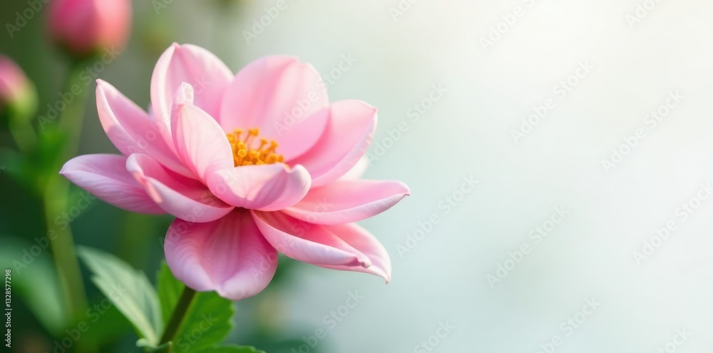Delicate flower with soft petals against white, garden, petals Delicate flower with soft petals against white, garden, petals