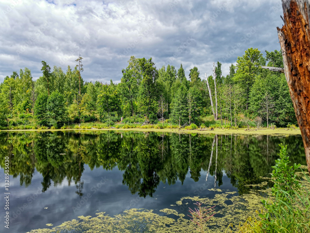 Fototapeta premium Landscapes on a summer lake.