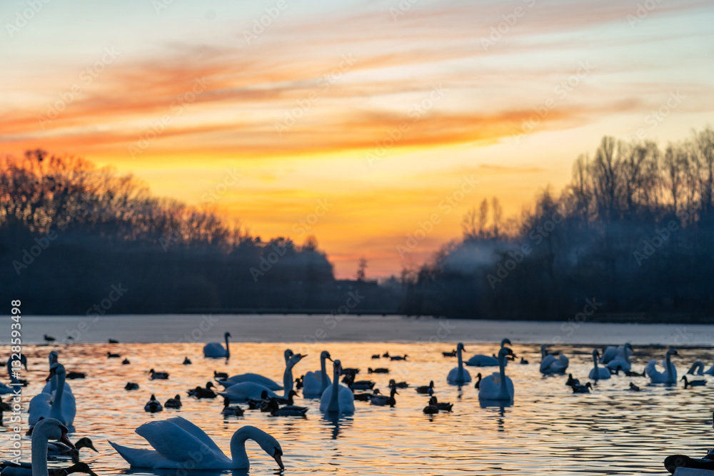 Naklejka premium Swans and ducks gather at a tranquil lake during sunset